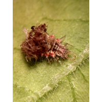 Bugs For Bugs Lacewing - [Option: 2000 Eggs]