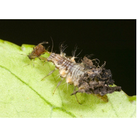 Bugs For Bugs Lacewing - [Option: 2000 Eggs]