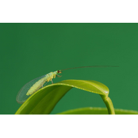 Bugs For Bugs Lacewing - [Option: 2000 Eggs]