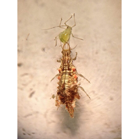 Bugs For Bugs Lacewing - [Option: 2000 Eggs]