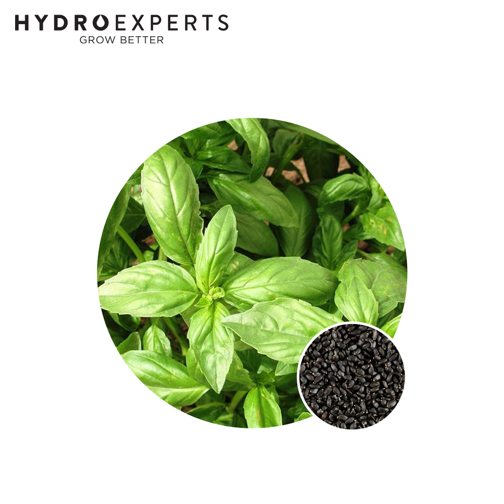 Basil Sweet Genovese Size 5G Hydro Experts