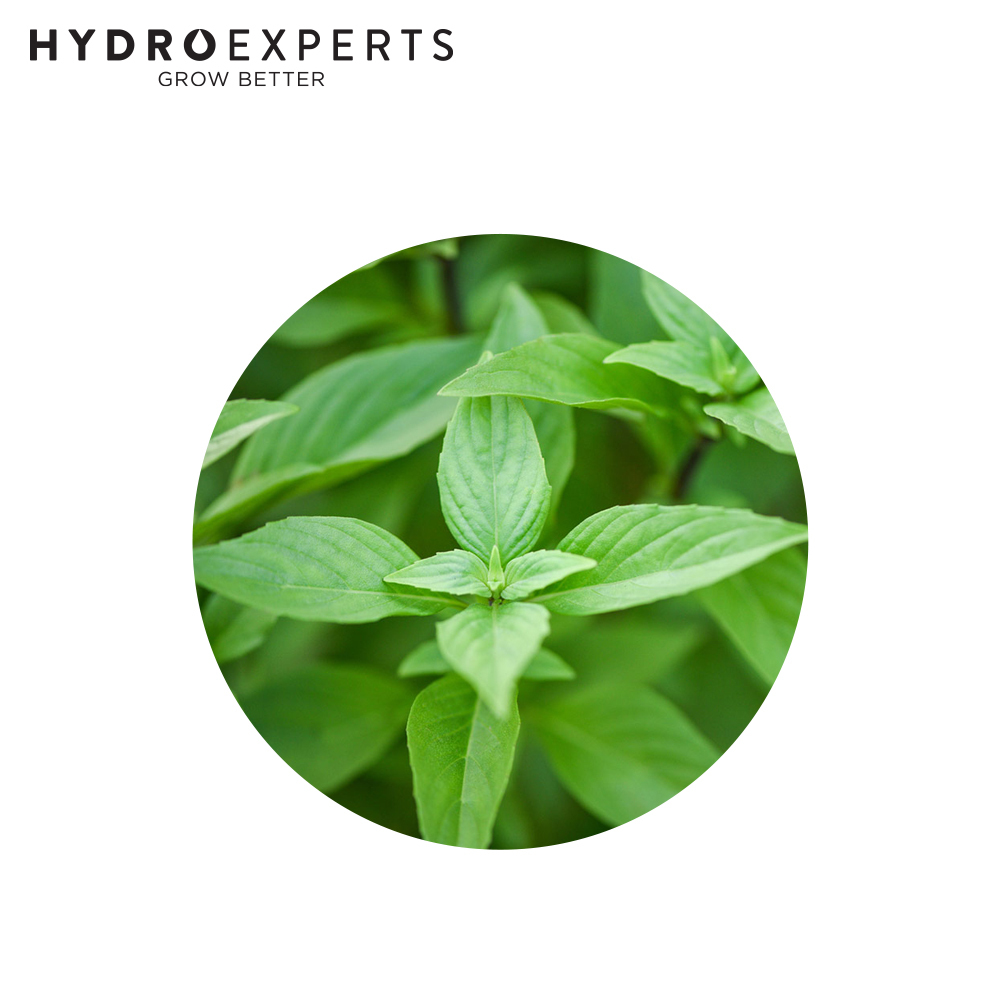 Basil Lime 1G 5G Untreated Seeds Spring Summer Hydro