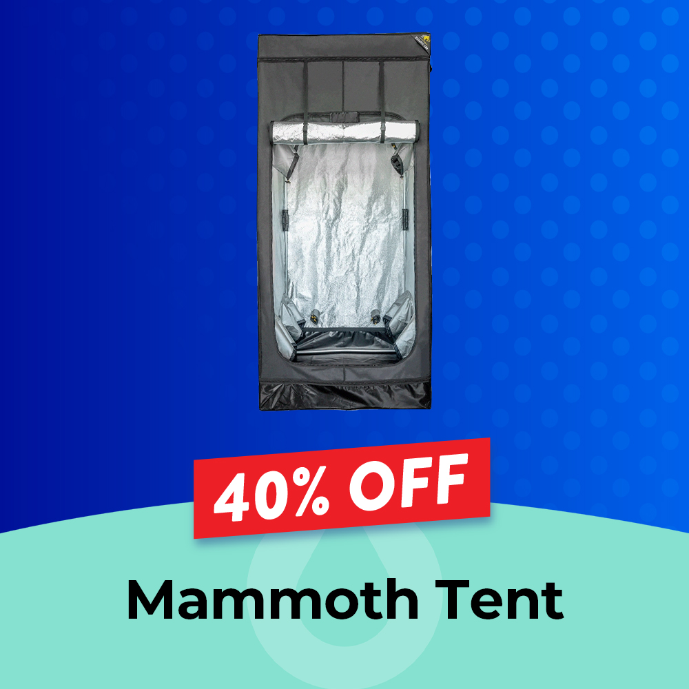 Mammoth 40% off