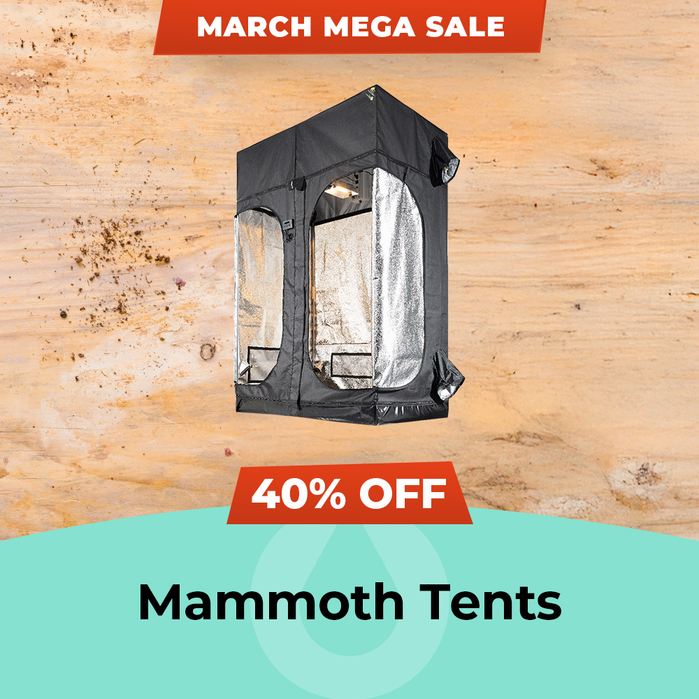 March Mega Sale 2025 Mammoth Tent - 40% Off