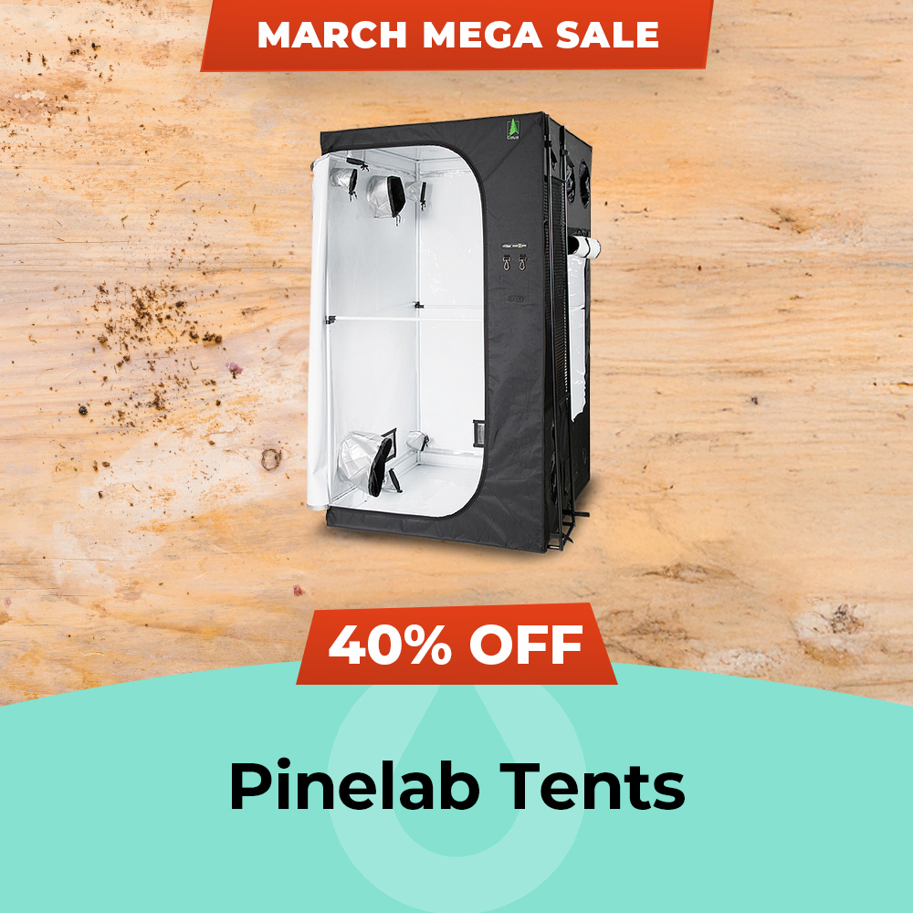 March Mega Sale 2025 Pinelab - 40% Off