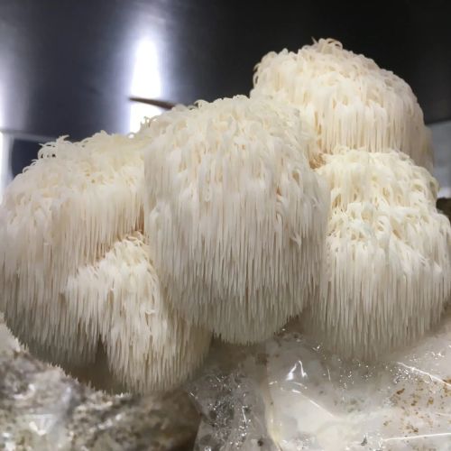  lion's mane mushroom, hydro experts, mushroom growing kit, mushroom supplies, growing mushrooms at home, Aussie mushroom supplies, mushroom experts