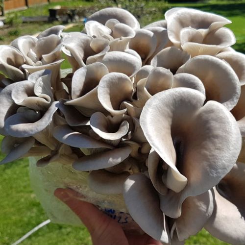 oyster mushroom, hydro experts, mushroom growing kit, mushroom supplies, growing mushrooms at home, Aussie mushroom supplies, mushroom experts