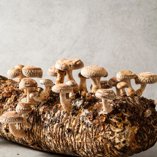 shiitake mushroom, hydro experts, mushroom growing kit, mushroom supplies, growing mushrooms at home, Aussie mushroom supplies, mushroom experts