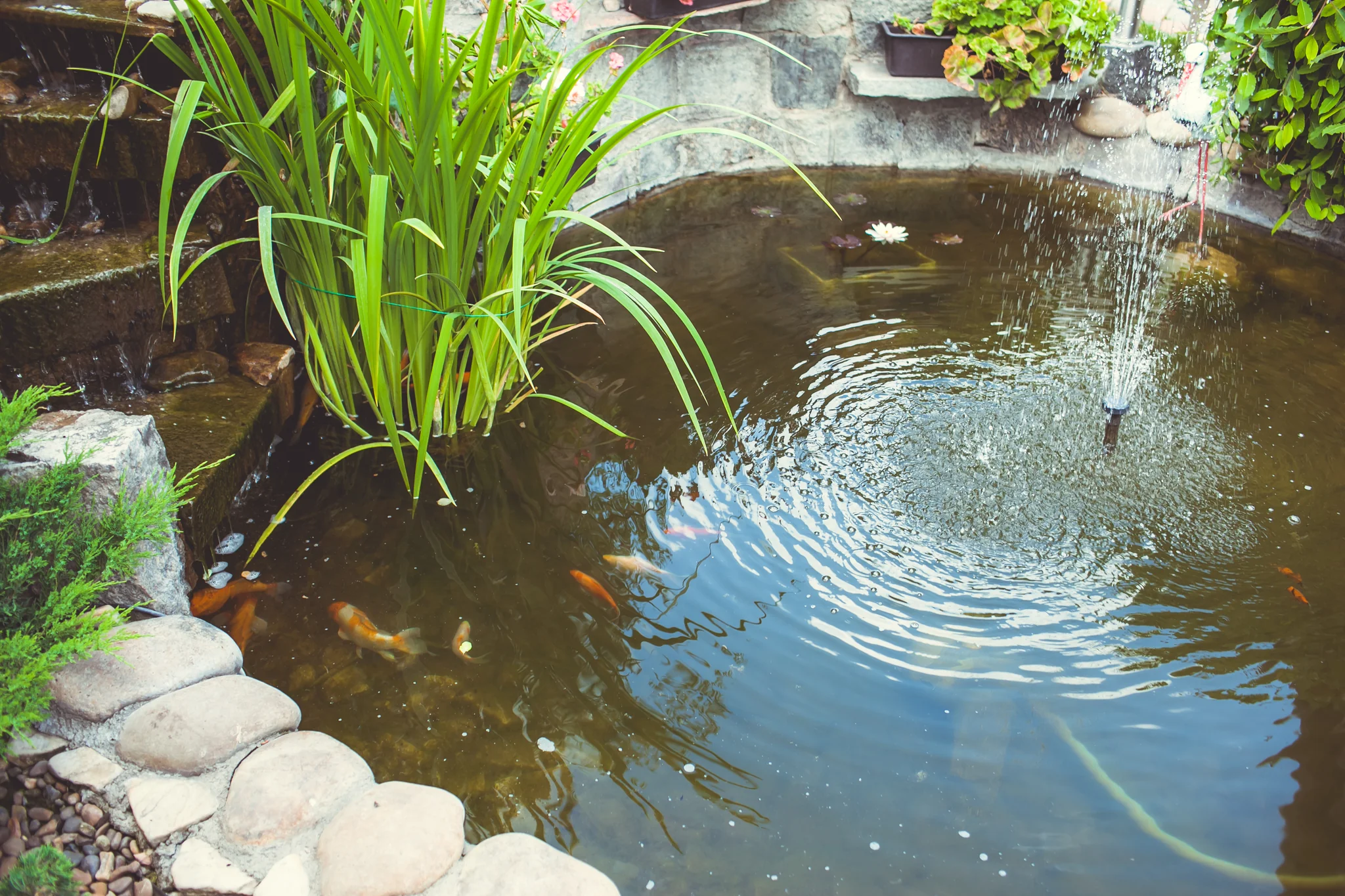 Pond Water Feature, Pond Koi Fish, Pond Fish Food, Pond Filtration, Pond Care, Pond pumps, Solar Water Pumps, Pond Liners