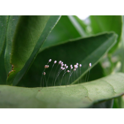 Bugs For Bugs Lacewing - [Option: 2000 Eggs]