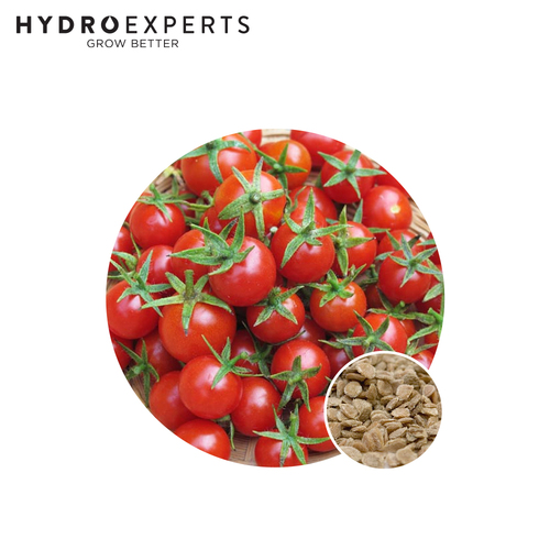 Tomato Red Cherry Currant - [Size: 1G]