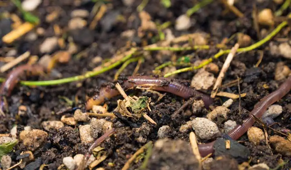 Discover the Benefits of Organic Worm Castings in Gardening