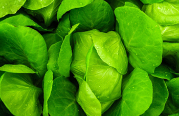 How To Grow Your Own Hydroponic Lettuce Year-Round