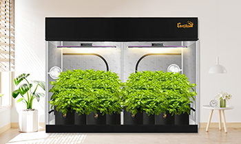 Complete Guide to Setting Up a Hydroponic Grow Tent in Australia