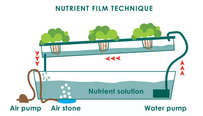Why Nutrients Matter More Than You Think in Hydroponics
